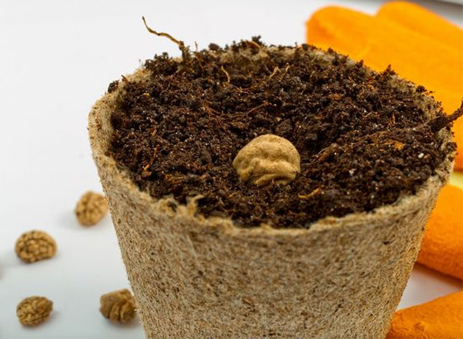 Настурция: выращивание из семян, когда сажать, посадка и уход26