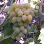 Ранние сорта винограда для разных регионов: как сделать правильный выбор