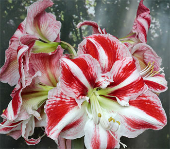 Цветок гиппеаструм – уход в домашних условиях, сорта с фото6