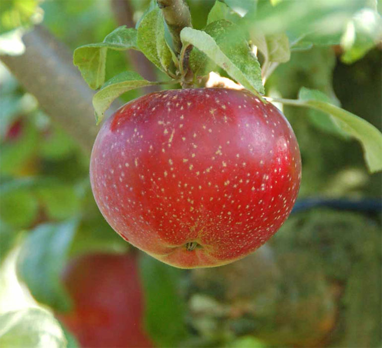 Сорт яблони Волчья — описание и фото, морозостойкость, отзывы0