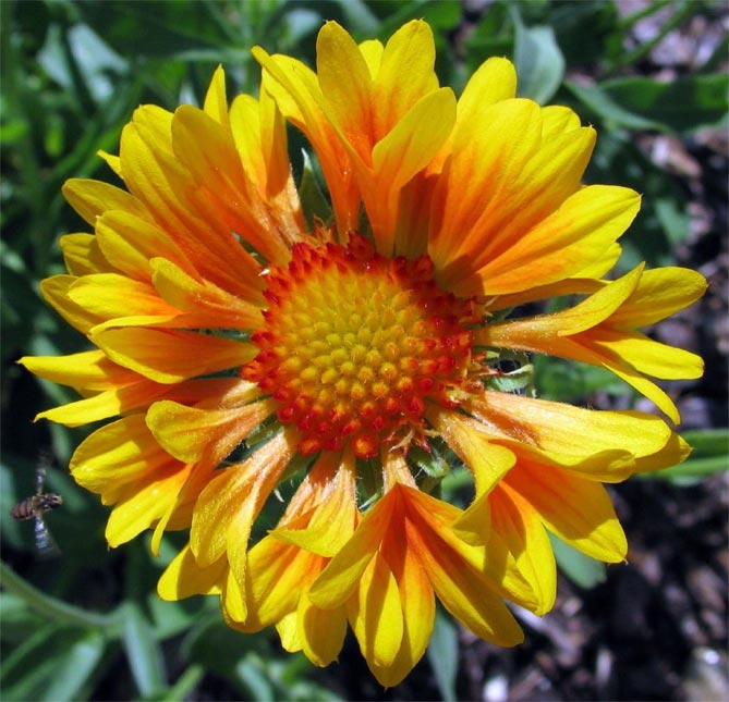 Многолетний цветок гайлардия – посадка и уход, выращивание рассады из семян, сорта26