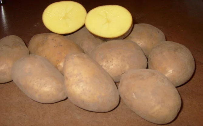 Характеристика картофеля Скарб: описание сорта, урожайность, фото, отзывы2