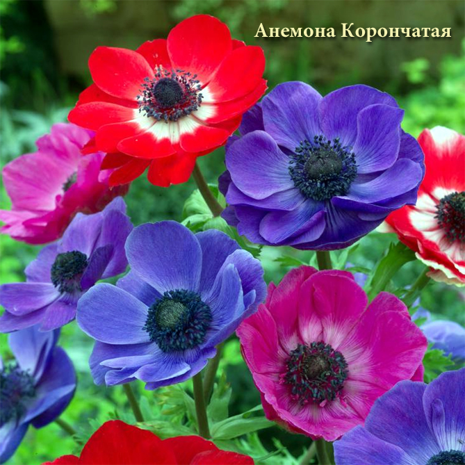 Цветы ветреницы (анемона) – посадка и уход, размножение, фото видов и сортов6