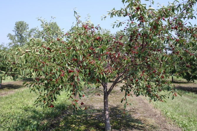 Описание сорта вишни Ипут: опылители, урожайность, отзывы и фото6