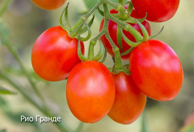 Лучшие сорта томатов на 2019 год, отзывы, фото18