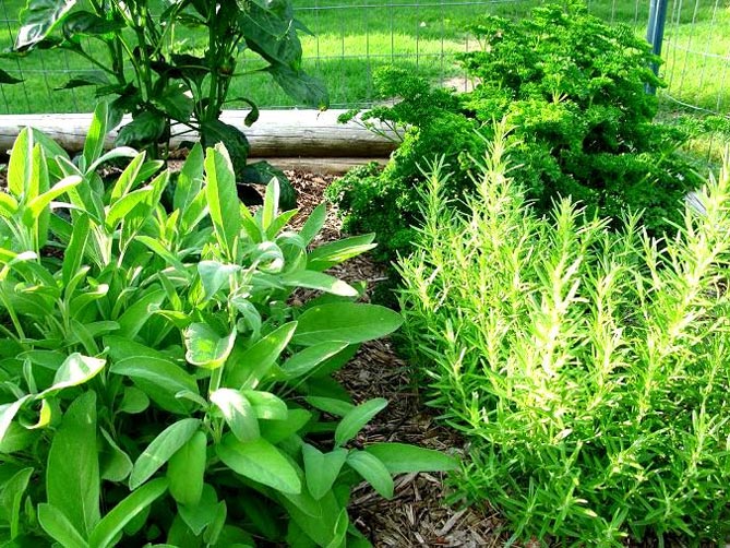 Пряные травы - фото, названия, растущие в саду36