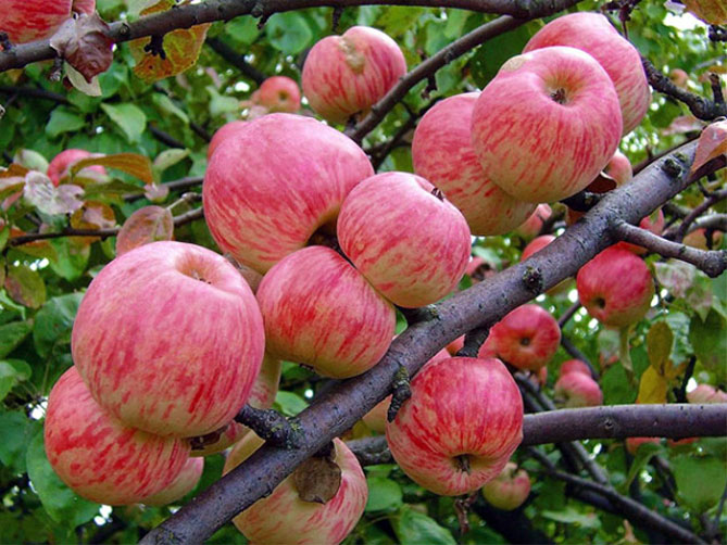 Сорт яблони Штрифлинг (Streifling, осенние полоски) — описание популярной яблони, фото7