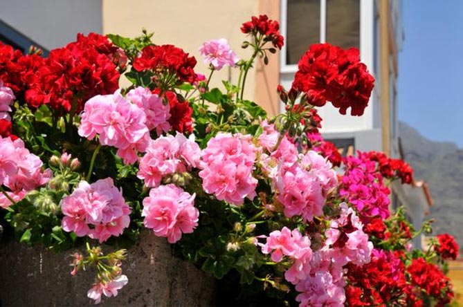 Какие цветы выращивают на балконе: фото и названия16
