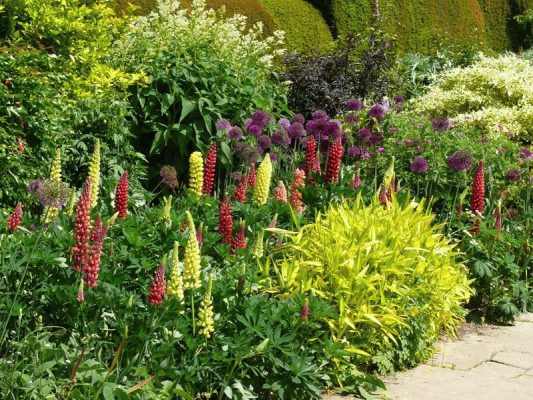 Люпин садовый: особенности выращивания и использование в ландшафтном дизайне