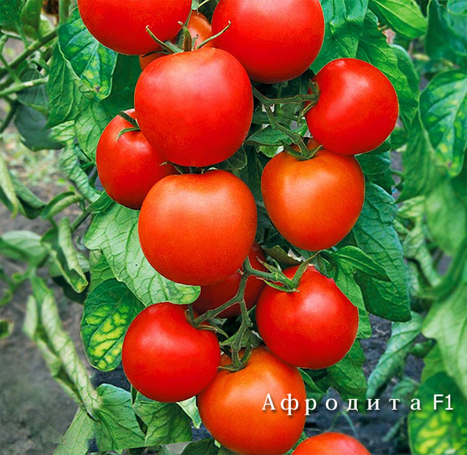 Лучшие сорта томатов на 2019 год, отзывы, фото14