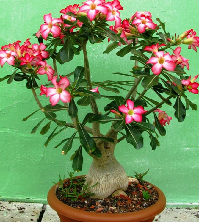 Цветок адениум – уход и выращивание в домашних условиях, фото2