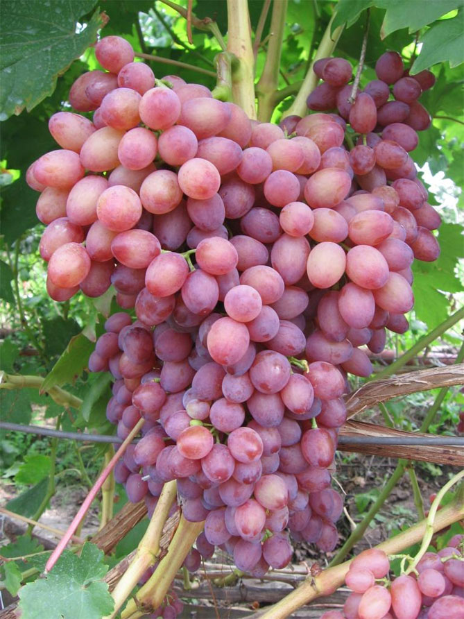 Лучистый Кишмиш — описание сорта винограда, отзывы2