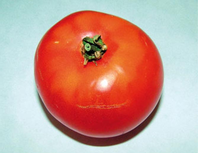 Болезни и вредители томатов: фото и описание, профилактика и лечение47
