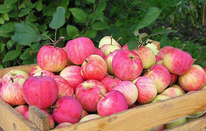 Сорт яблони Штрифлинг (Streifling, осенняя полоска) — описание популярной яблони, фото8