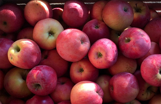 Описание сорта яблони Флорина: урожайность, характеристики яблок, фото, отзывы1