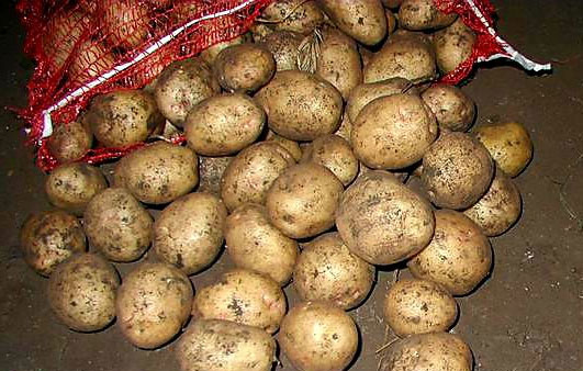 Описание сорта картофеля Невский, фото, отзывы садоводов2