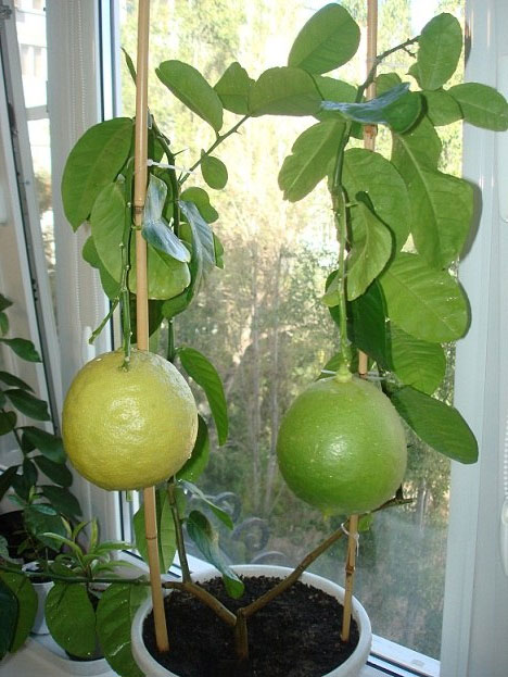 Как вырастить лимон дома: уход, обрезка, прививка11
