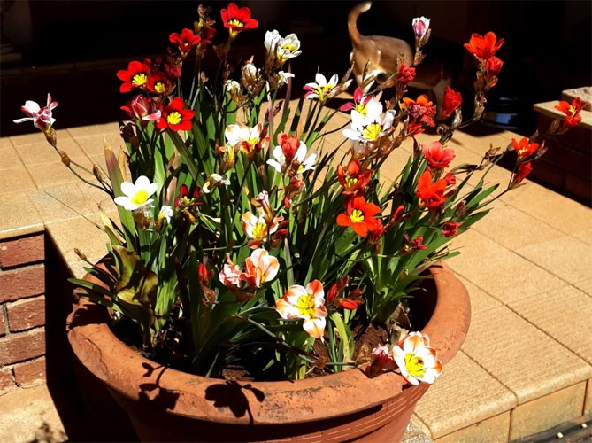 Цветы спараксиса: посадка, выращивание и уход в открытом грунте, фото в саду, сорта33