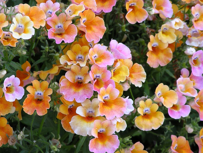 Цветы немезии - выращивание из семян, посадка в открытый грунт, уход, фото41