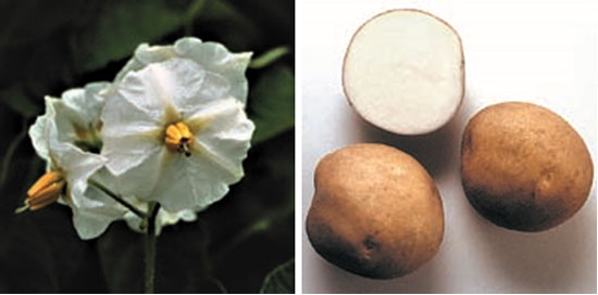 Ультраранний и ранний картофель: сорта с фото и описанием, отзывы3