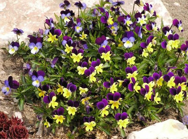 Лучшие растения для альпийской горки – цветущие, многолетние, хвойные87