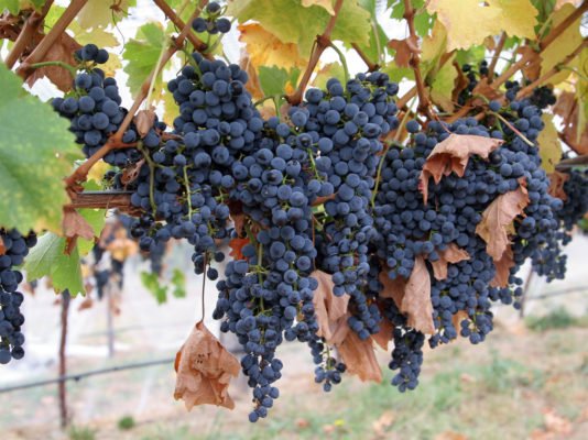 Виноград Страшенский: надежный, высокоурожайный сорт