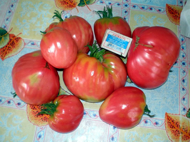 Помидоры Розовый мед: отзывы, описание сорта томатов с фото, достоинства и недостатки4