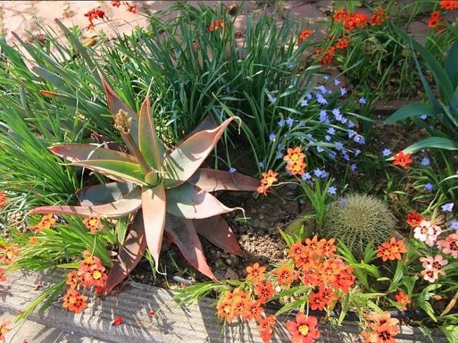 Цветы спараксиса: посадка, выращивание и уход в открытом грунте, фото в саду, сорта30