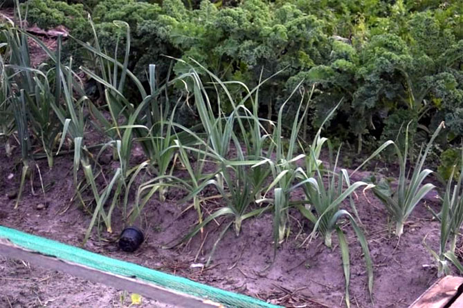 Лук-порей: выращивание в открытом грунте, посев семян на рассаду, уход19