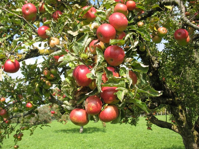 Описание популярной яблони Медуница: характеристика сорта, особенности выращивания5