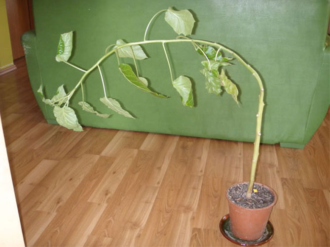 Как вырастить авокадо из косточки в домашних условиях: как прорастить, температура роста12
