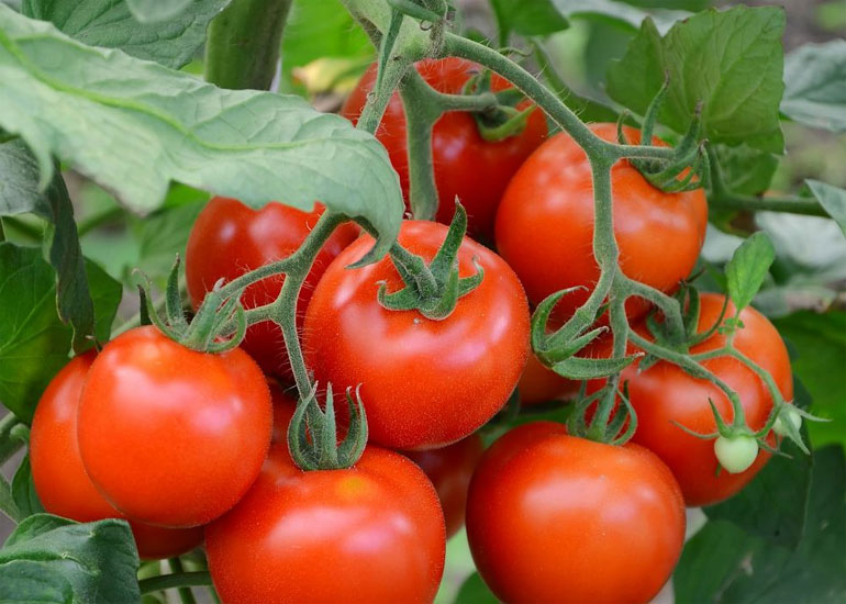 Самые лучшие сорта томатов на 2019 год, отзывы, фото