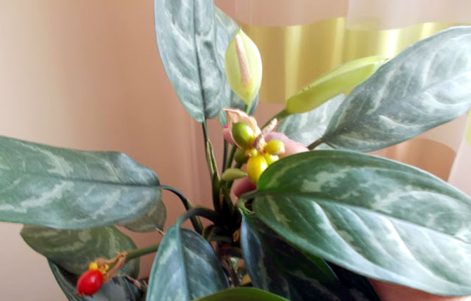 Цветок аглаонема – уход в домашних условиях, сорта с фото и описанием10