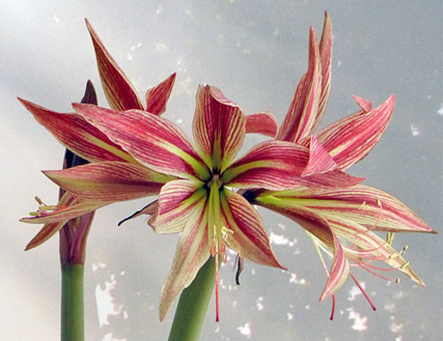 Цветок гиппеаструм – уход в домашних условиях, сорта с фото15