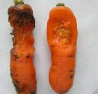 Хранение моркови на зиму: дома, погреб, подвал, мешки13
