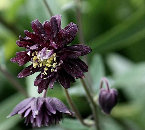 Цветок аквилегия – посадка семенами, уход в открытом грунте, фото сорта44