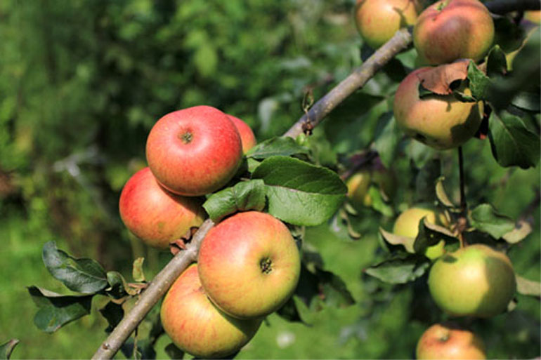 Описание сорта яблони Уэлси: урожайность, морозостойкость, фото, отзывы0
