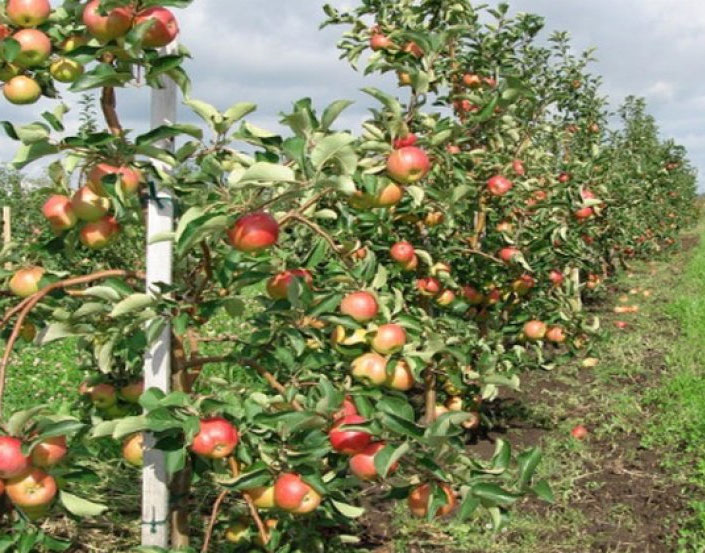 Сорт яблони Жигулевское — описание, морозостойкость, урожайность, фото и отзывы4