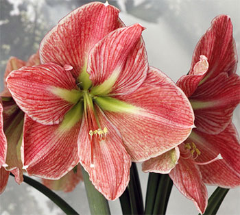 Цветок гиппеаструм – уход в домашних условиях, сорта с фото28