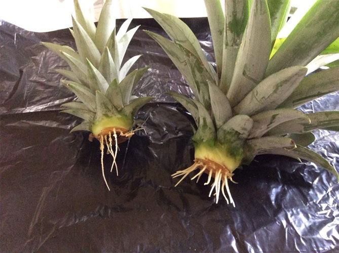 Как вырастить ананас дома из верхушки (хвоста) пошагово, фото11