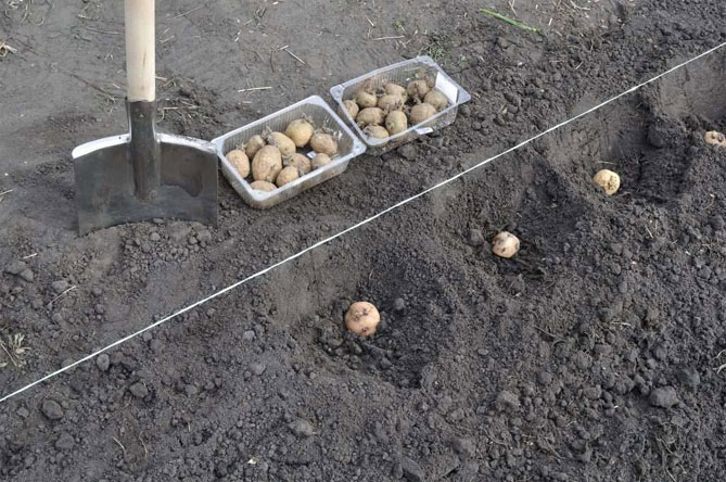Сорт раннего картофеля Винета - описание, характеристика и отзывы, агротехника6