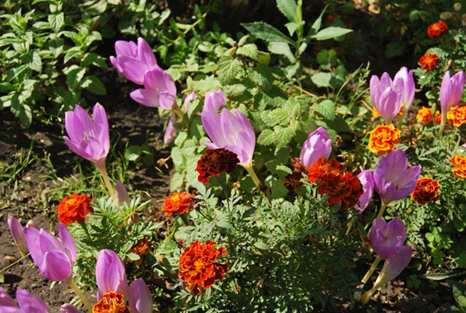 Цветок безвременник: посадка и уход в саду, фото сортов и видов с описанием52