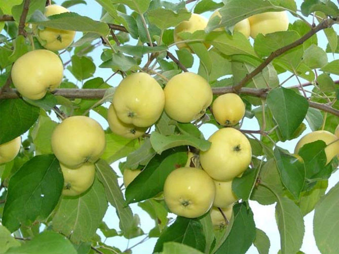 Сорт яблони Антоновка обыкновенная — описание, морозостойкость, фото, отзывы5