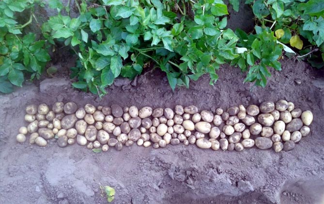 Сорт картофеля Гала - характеристика, описание, вкус, отзывы3