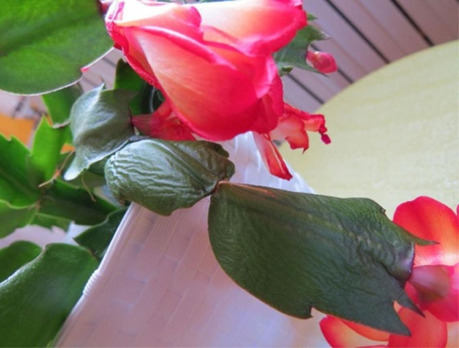Комнатный цветок Шлюмбергера (декабрист) – уход в домашних условиях, пересадка, фото22