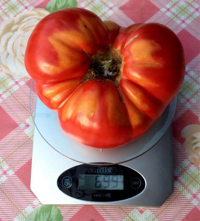Сорт помидор Чудо земли — характеристика, описание плодов, отзывы огородников, фото4