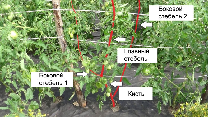 Прищипка и прищипка помидоров в теплице пошагово — схема, фото9