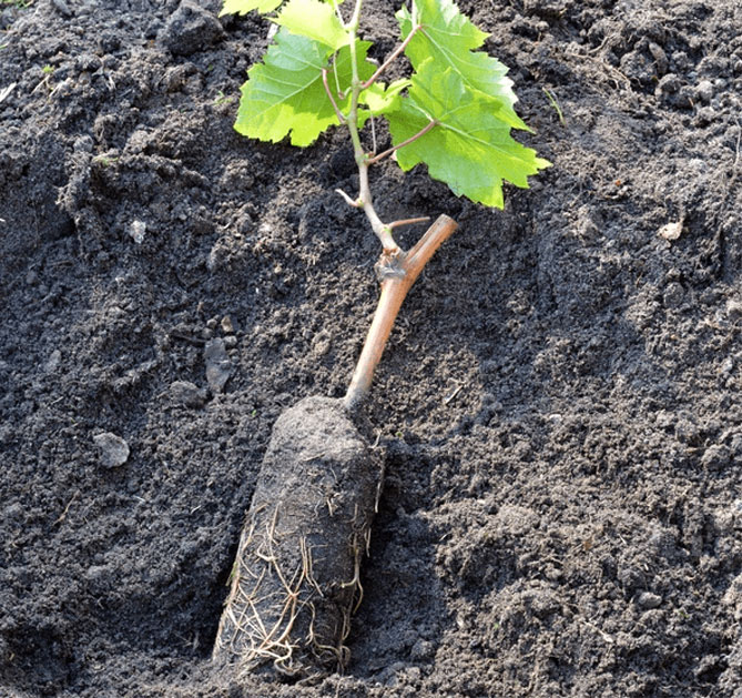 Правила посадки винограда осенью и весной саженцами, черенками, схема посадки1