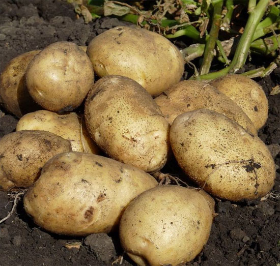Ультраранний и ранний картофель: сорта с фото и описанием, отзывы11