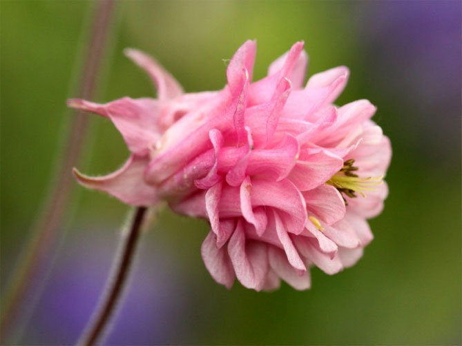 Цветок аквилегия – посадка семенами, уход в открытом грунте, фото сорта5